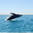 Nuova Caledonia in piccoli hotel ed escursione in catamarano con le balene