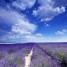 Sulla via della lavanda in Provenza