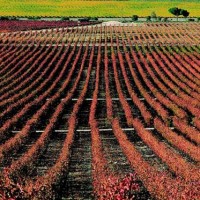 Città e cantine in Spagna nella Castiglia Leon