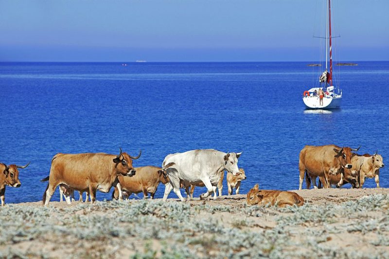 mucche sulla spiaggia domaine murtoli