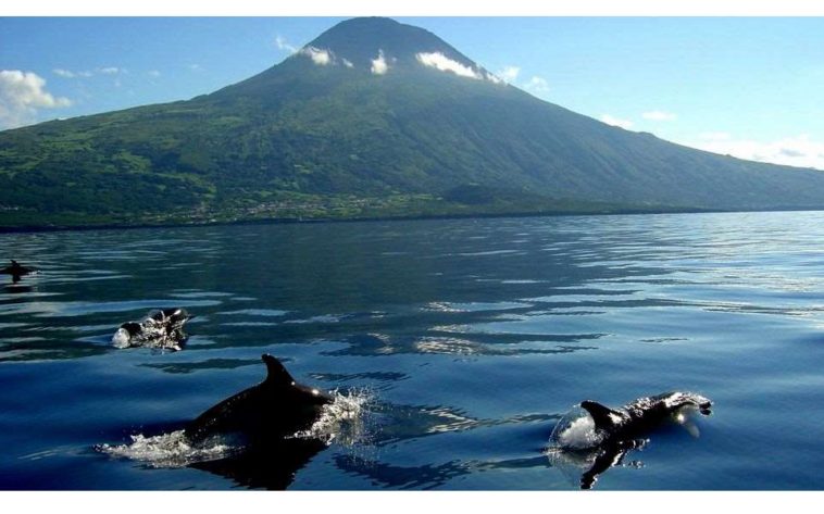 Risultati immagini per whale-watching isole azzorre