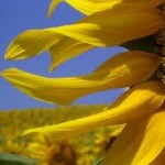 GIRASOLE2