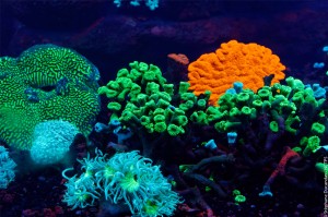 nuova caledonia oceano