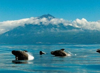 I delfini all'isola di pico