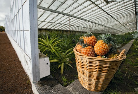 Sao miguel e terceira coltivazione di ananas