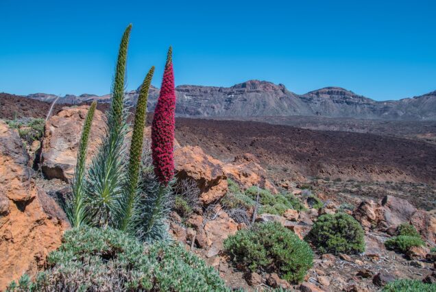 Tenerife fiore vulcano