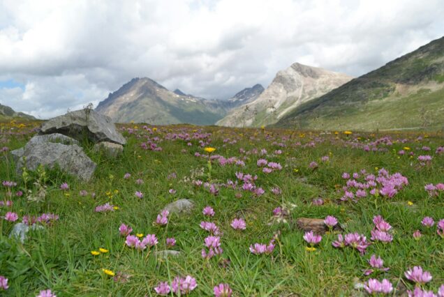 la magia del bernina